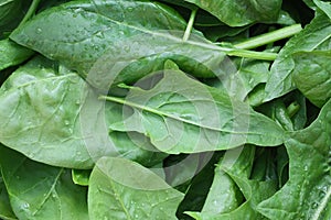 Fresh leaves spinach with water drops