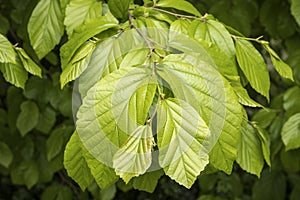 Fresh leaves in spring of the tree Parrotia persica