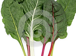 fresh leaves Swiss Chard or Rainbow Chard vegetable isolate on white backgrund. Chard is distinguishable by the color of the chard