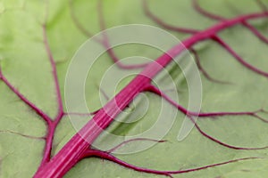 fresh leaves Swiss Chard or Rainbow Chard vegetable isolate on white backgrund. Chard is distinguishable by the color of the chard