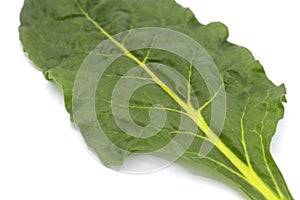 fresh leaves Swiss Chard or Rainbow Chard vegetable isolate on white backgrund. Chard is distinguishable by the color of the chard