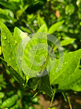 fresh leaves to behold