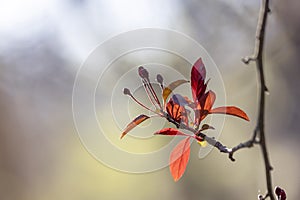 Fresh leaves on a tree branch in spring time