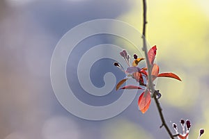 Fresh leaves on a tree branch in spring time