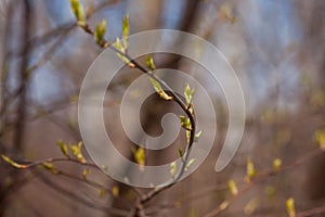 Fresh leaves on trees close-up. Spring, swelling buds and blooming leaves