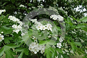 Fresh leaves and white flowers of Crataegus monogyna in May