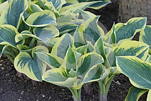 Fresh leaves of yellow-green hostas in the garden