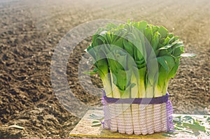 Fresh leek in net bag ready for sale. Harvest. Harvesting. Agriculture and farming. Freshly picked. Agribusiness. Agro industry.