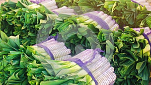 Fresh leek in net bags ready for sale. Harvest. Harvesting. Agriculture and farming. Freshly picked. Agribusiness. Agro industry.