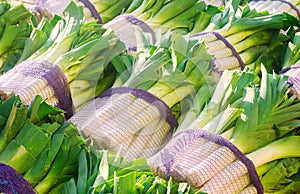 Fresh leek in net bags ready for sale. Harvest. Harvesting. Agriculture and farming. Freshly picked. Agribusiness. Agro industry.