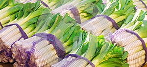 Fresh leek in net bags ready for sale. Harvest. Harvesting. Agriculture and farming. Freshly picked. Agribusiness. Agro industry.