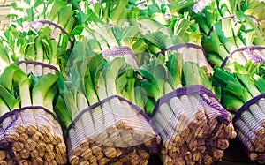 Fresh leek in net bags ready for sale. Harvest. Harvesting. Agriculture and farming. Freshly picked. Agribusiness. Agro industry. photo