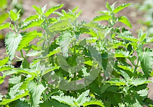 Fresh Lemon Balm