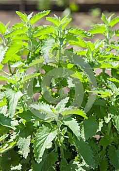 Fresh Lemon Balm