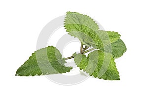 Fresh lemon balm bunch isolated on white