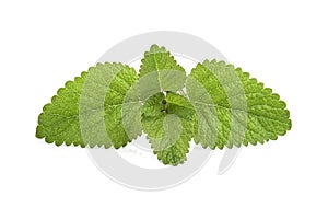 Fresh lemon balm bunch isolated on white