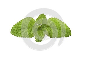 Fresh lemon balm bunch isolated on white