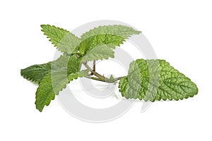 Fresh lemon balm bunch isolated on white