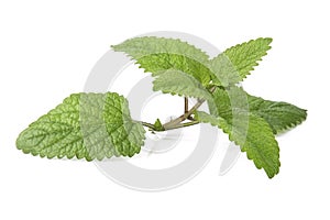 Fresh lemon balm bunch isolated on white