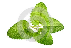 Fresh lemon balm leaves isolated on white