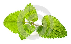 Fresh lemon balm leaves isolated on white