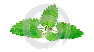 Fresh lemon balm leaves isolated on white. lemon balm is a medicinal plant