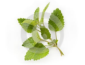 Fresh lemon balm (melissa)