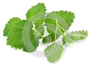 Fresh lemon balm on white