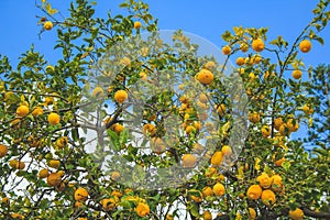 Fresh lemon fruit tree growing in Mallorca, Spain