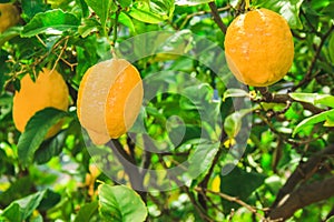 Fresh lemon fruit tree growing in Mallorca, Spain