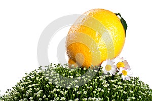 Fresh lemon isolated on a white background