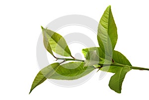 Fresh lemon leaves