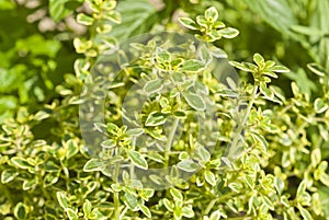 Fresh Lemon Thyme Herb