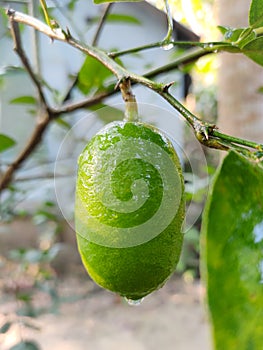 Fresh Lemon With tree.