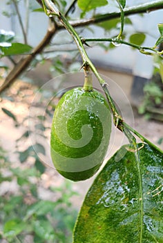 Fresh Lemon With tree.