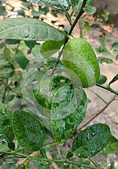 Fresh Lemon With tree.