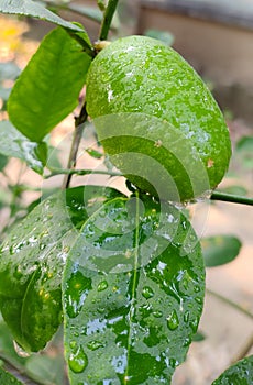 Fresh Lemon With tree.