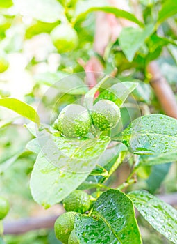 Fresh lemon tree in sunny garden.