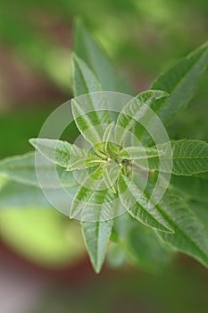 Fresh lemon verbena