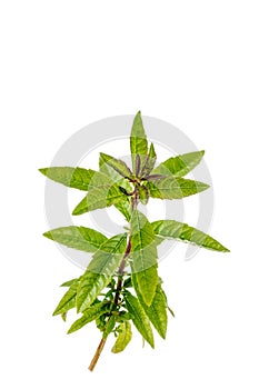 Fresh lemon verbena isolated on white