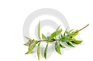 Fresh lemon verbena isolated on white