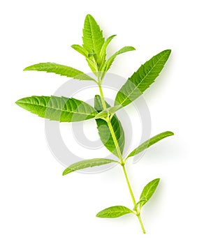 Fresh lemon verbena leaves isolated on white