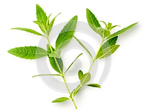 Fresh lemon verbena leaves isolated on white