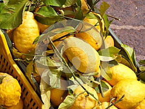 Fresh Lemons