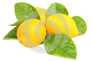 Fresh lemons photo