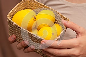Fresh Lemons in Basket Held by Hands. Close-up of fresh yellow lemons in a woven basket held in hands