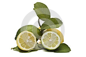 Fresh lemons on the branches.