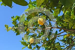 Fresh lemons growing on a tree under the bright sunlight