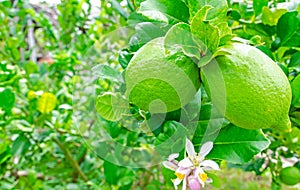 Fresh lemons grown in the garden