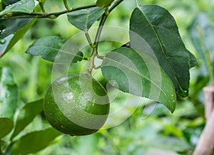 Fresh lemons on tree